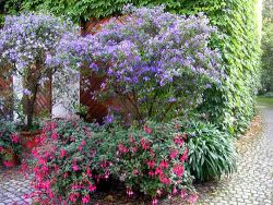 Flowers in the yard